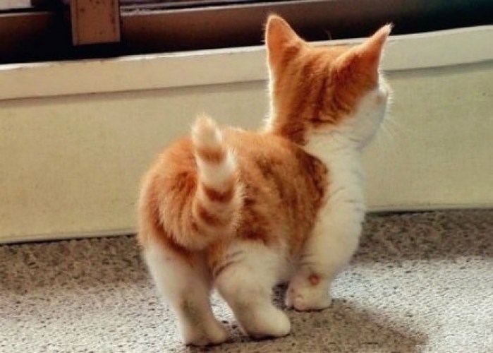 亚洲猫