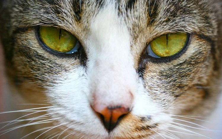 亚洲猫