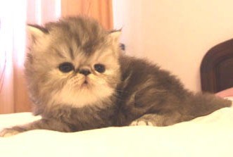 重点色长毛猫