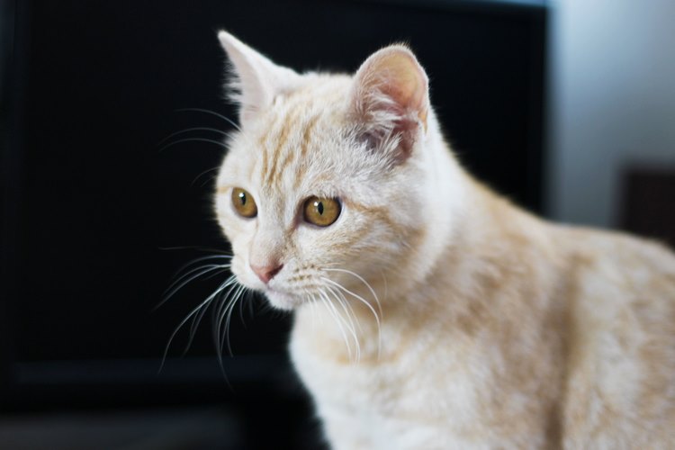 重点色长毛猫