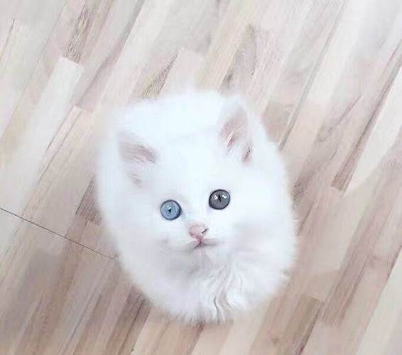 重点色长毛猫