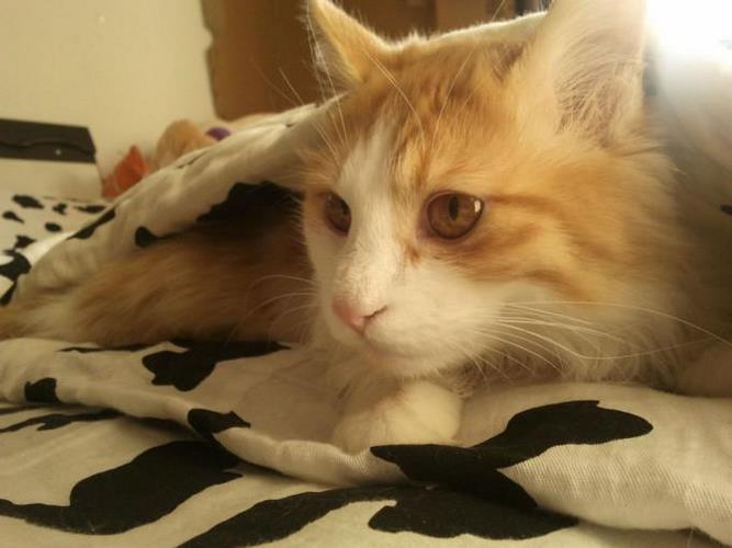 重点色长毛猫