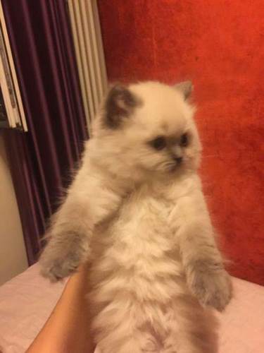 重点色长毛猫