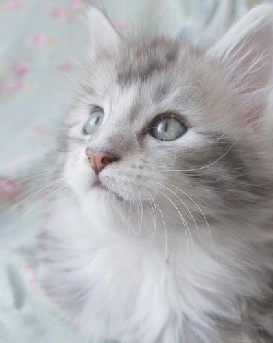 重点色长毛猫