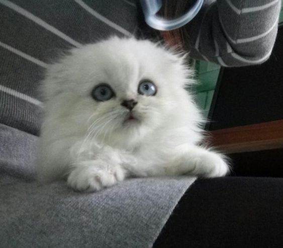 重点色长毛猫