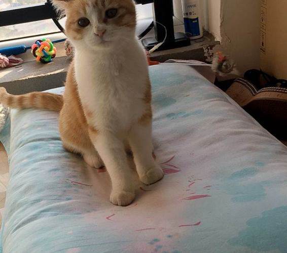 中华田园猫
