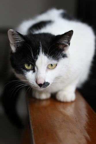 中华田园猫