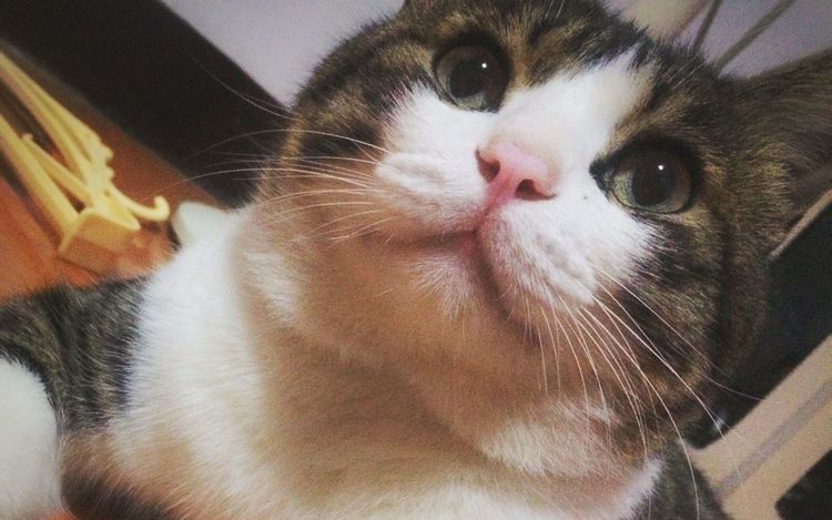中华田园猫