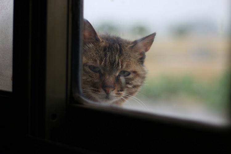 中华田园猫