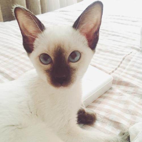 重点色短毛猫