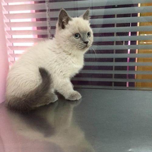 重点色短毛猫