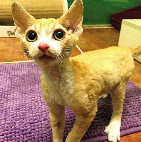 重点色短毛猫