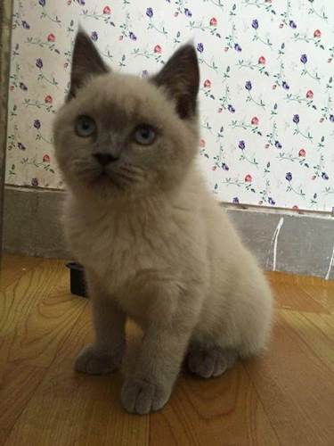 重点色短毛猫