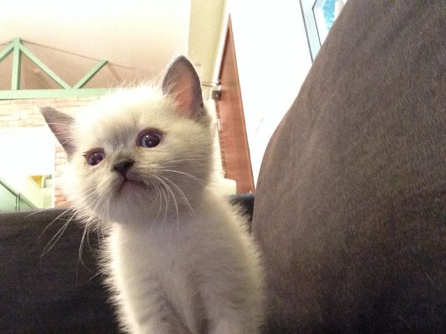重点色短毛猫