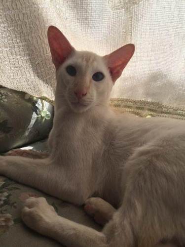 重点色短毛猫