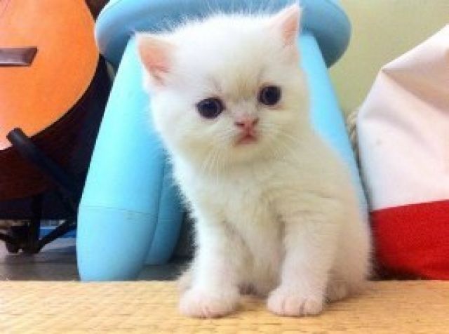重点色短毛猫