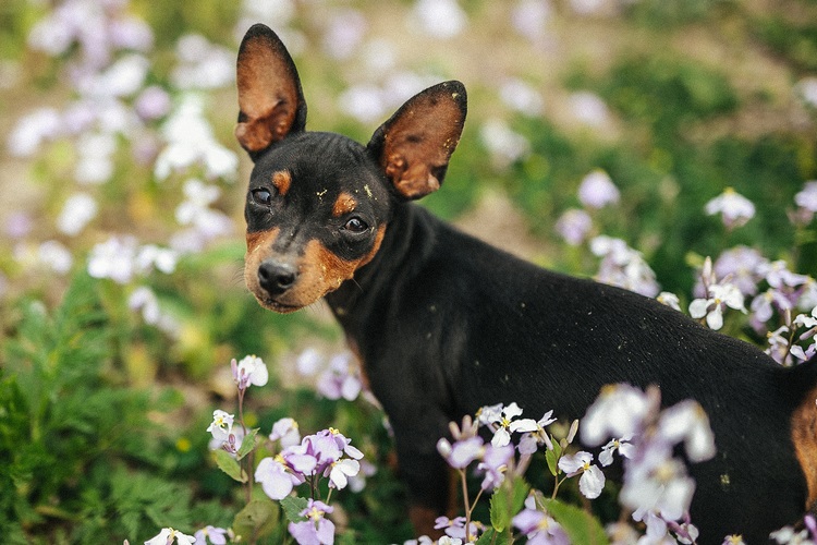 鹿犬