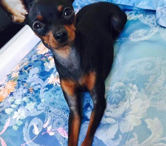 鹿犬
