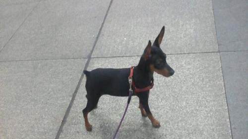 鹿犬