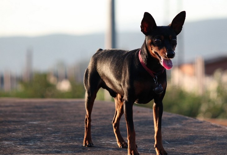 鹿犬