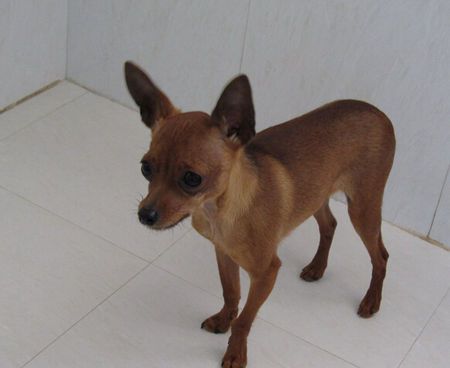 鹿犬