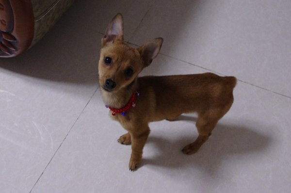 鹿犬