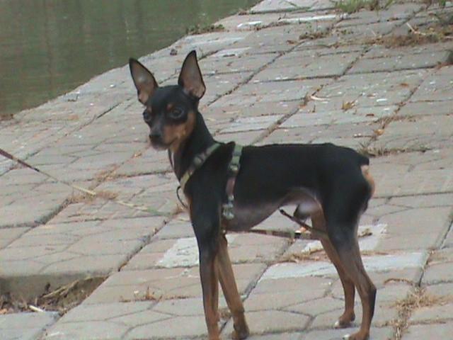 鹿犬
