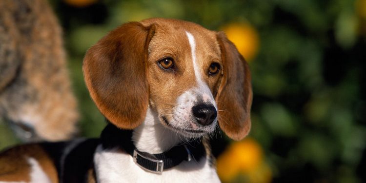 美国猎狐犬