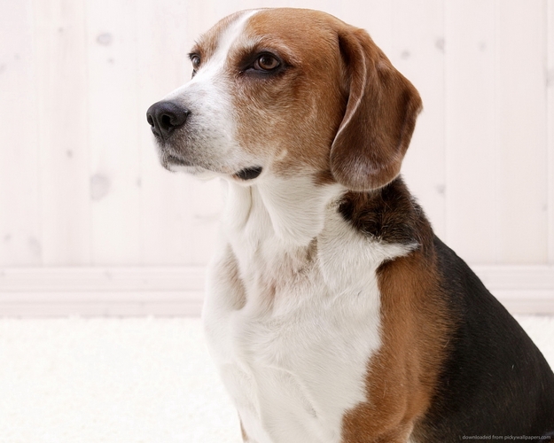美国猎狐犬
