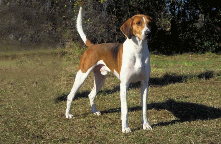 美国猎狐犬