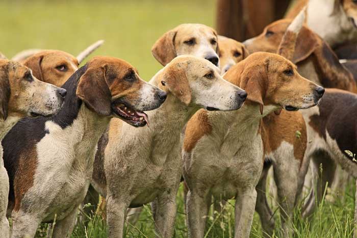 美国猎狐犬