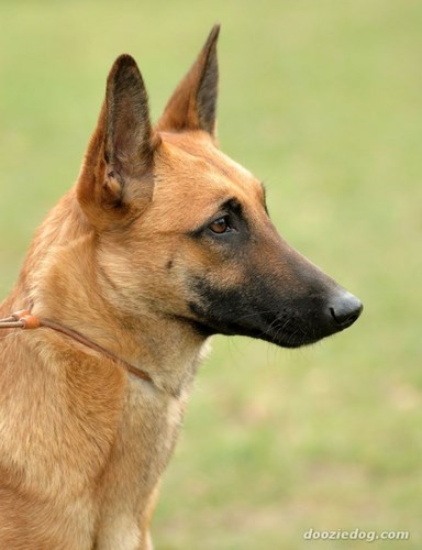 马里努阿犬