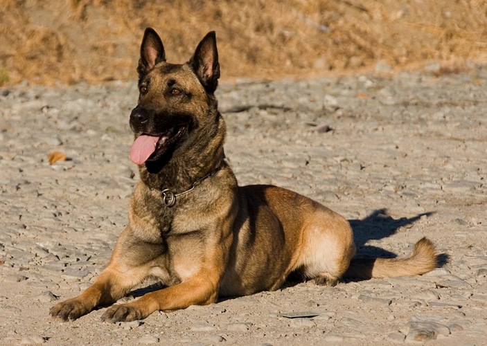 马里努阿犬