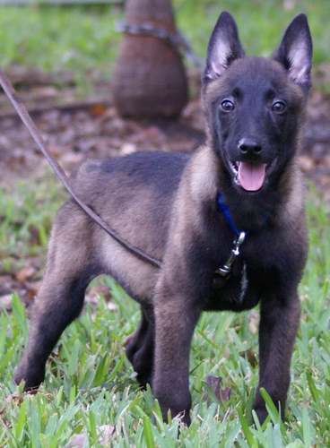 马里努阿犬