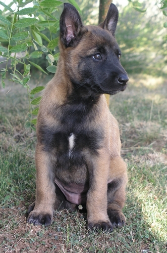 马里努阿犬