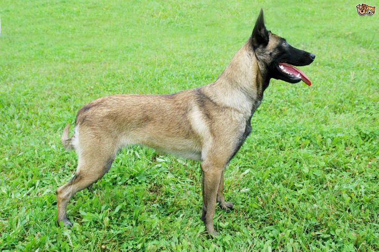 马里努阿犬