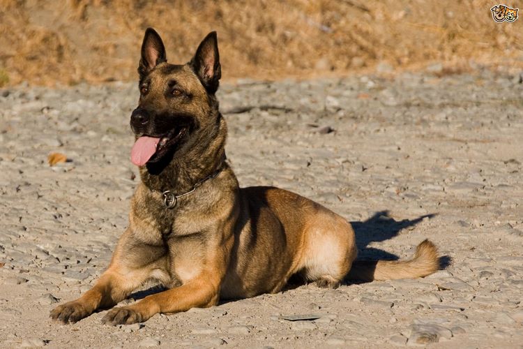 马里努阿犬