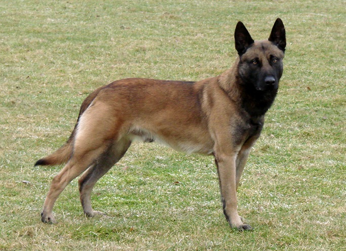 马里努阿犬