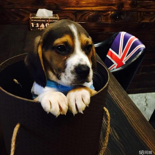 米格鲁猎兔犬