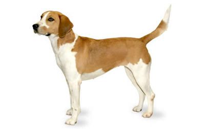 米格鲁猎兔犬