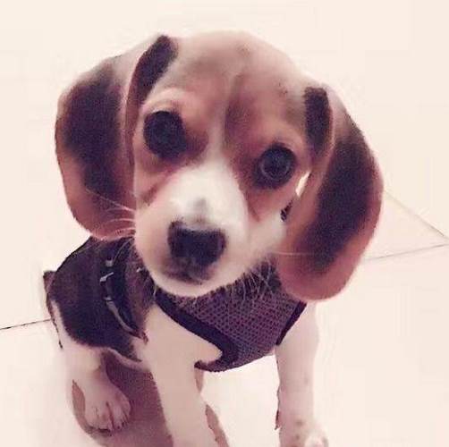 米格鲁猎兔犬