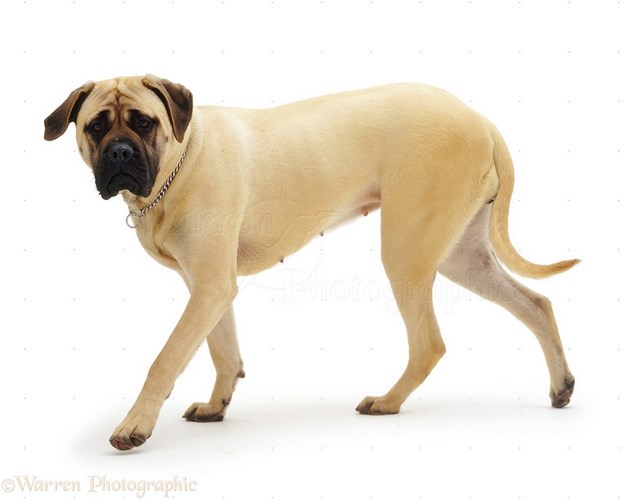 马士提夫獒犬