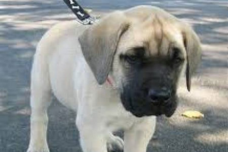 马士提夫獒犬