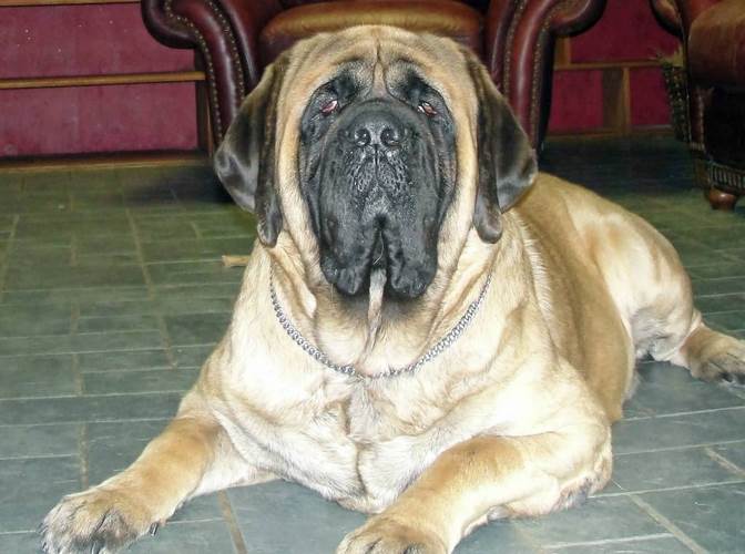 马士提夫獒犬