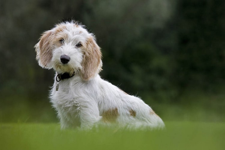 迷你贝吉格里芬凡丁犬