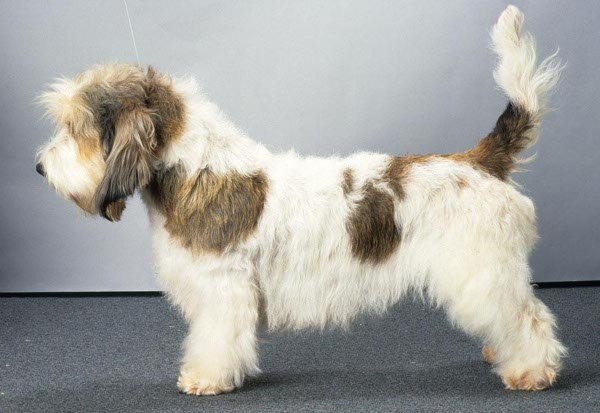 迷你贝吉格里芬凡丁犬
