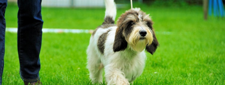 迷你贝吉格里芬凡丁犬