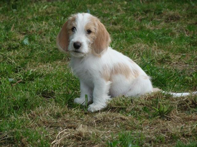 迷你贝吉格里芬凡丁犬