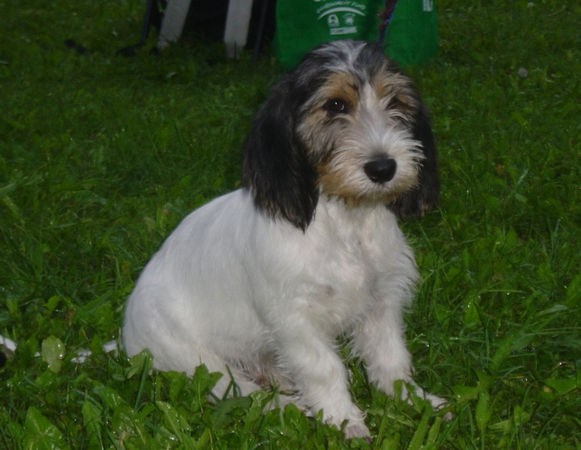 迷你贝吉格里芬凡丁犬