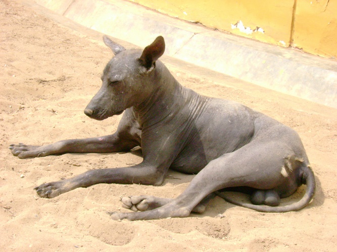 墨西哥无毛犬